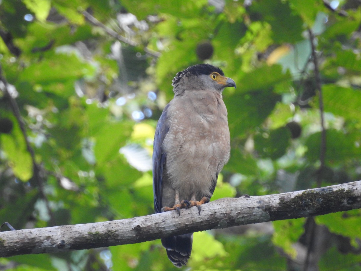 Nicobar Serpent-Eagle - ML186456761