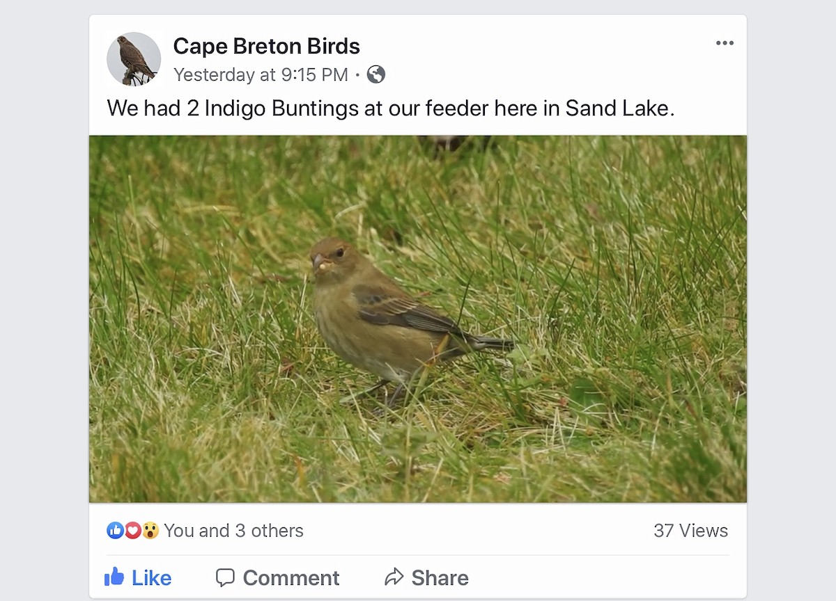 Indigo Bunting - Nova Scotia Bird Records