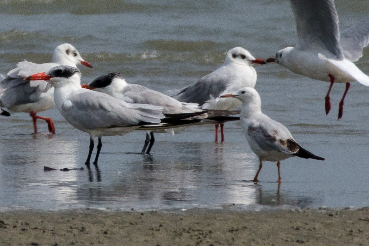 Slender-billed Gull - ML186459591