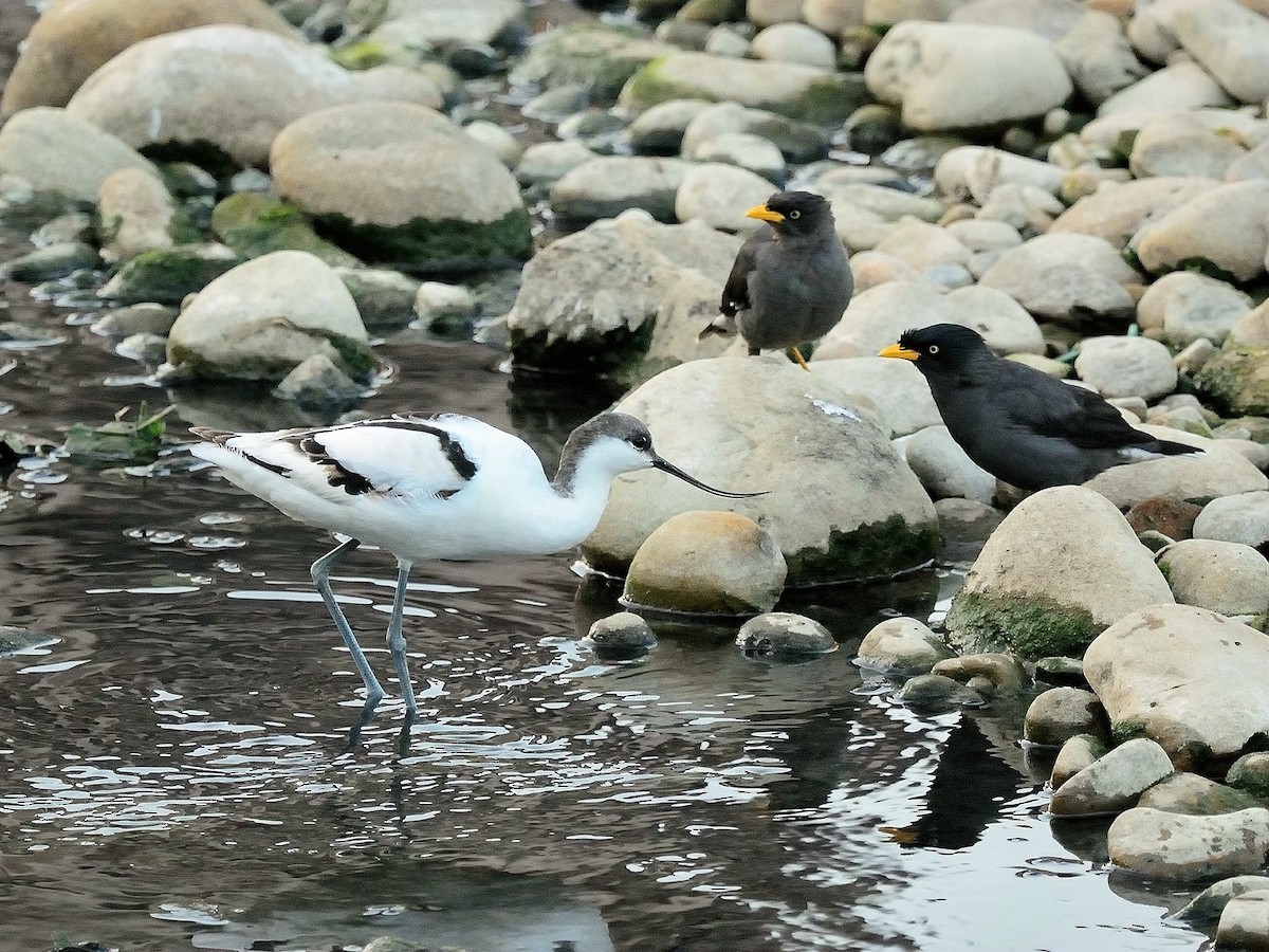 Avocette élégante - ML186462261