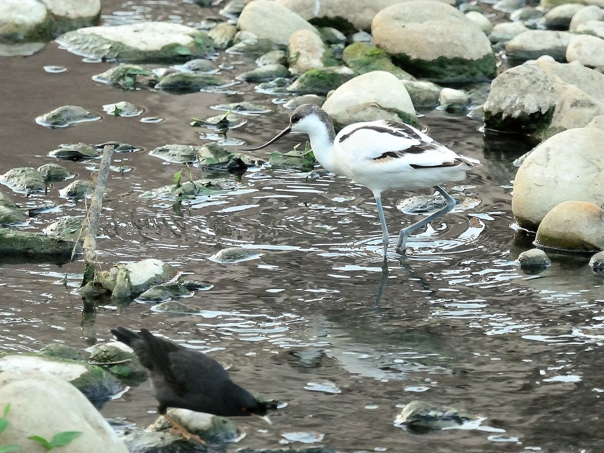 Pied Avocet - ML186462271