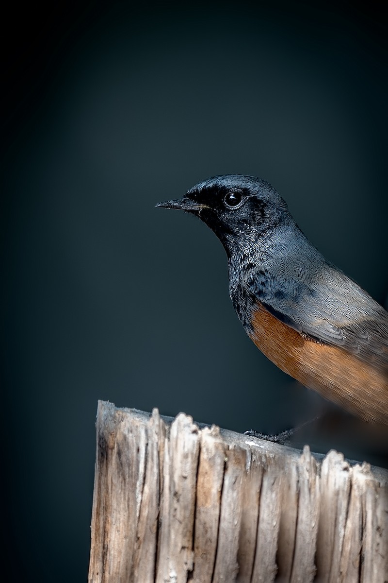 Black Redstart - ML186462951