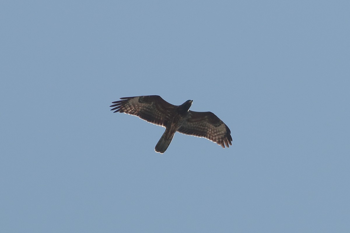 European Honey-buzzard - Alexandre Hespanhol Leitão