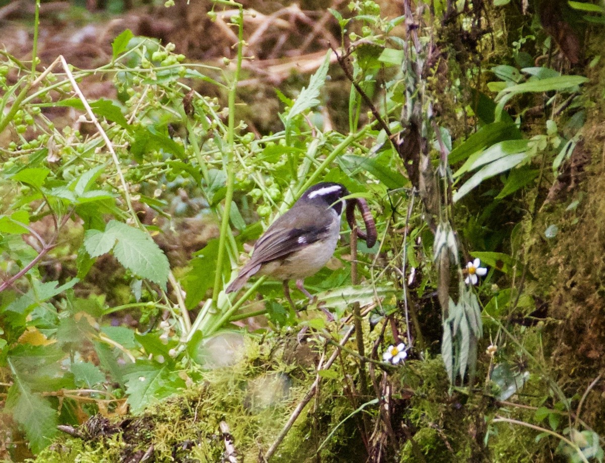 Black-capped Robin - ML186464611