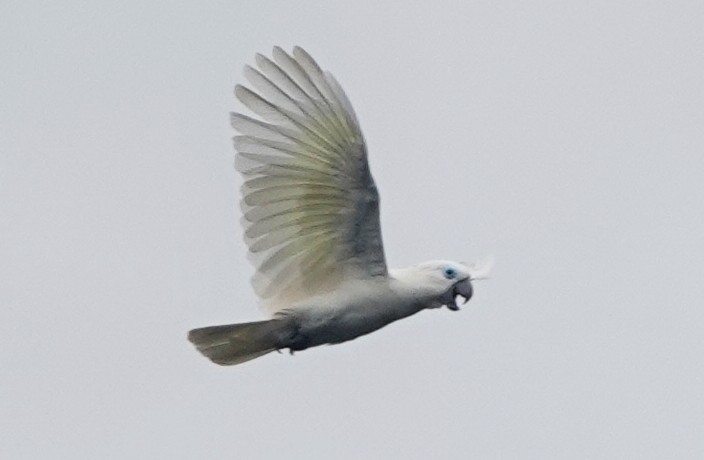 Blue-eyed Cockatoo - ML186466121