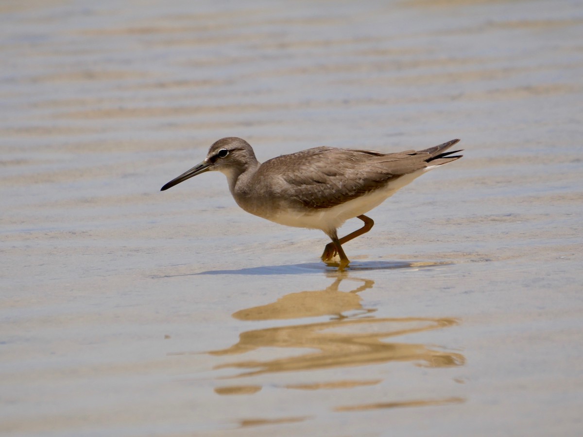 Gray-tailed Tattler - ML186466201