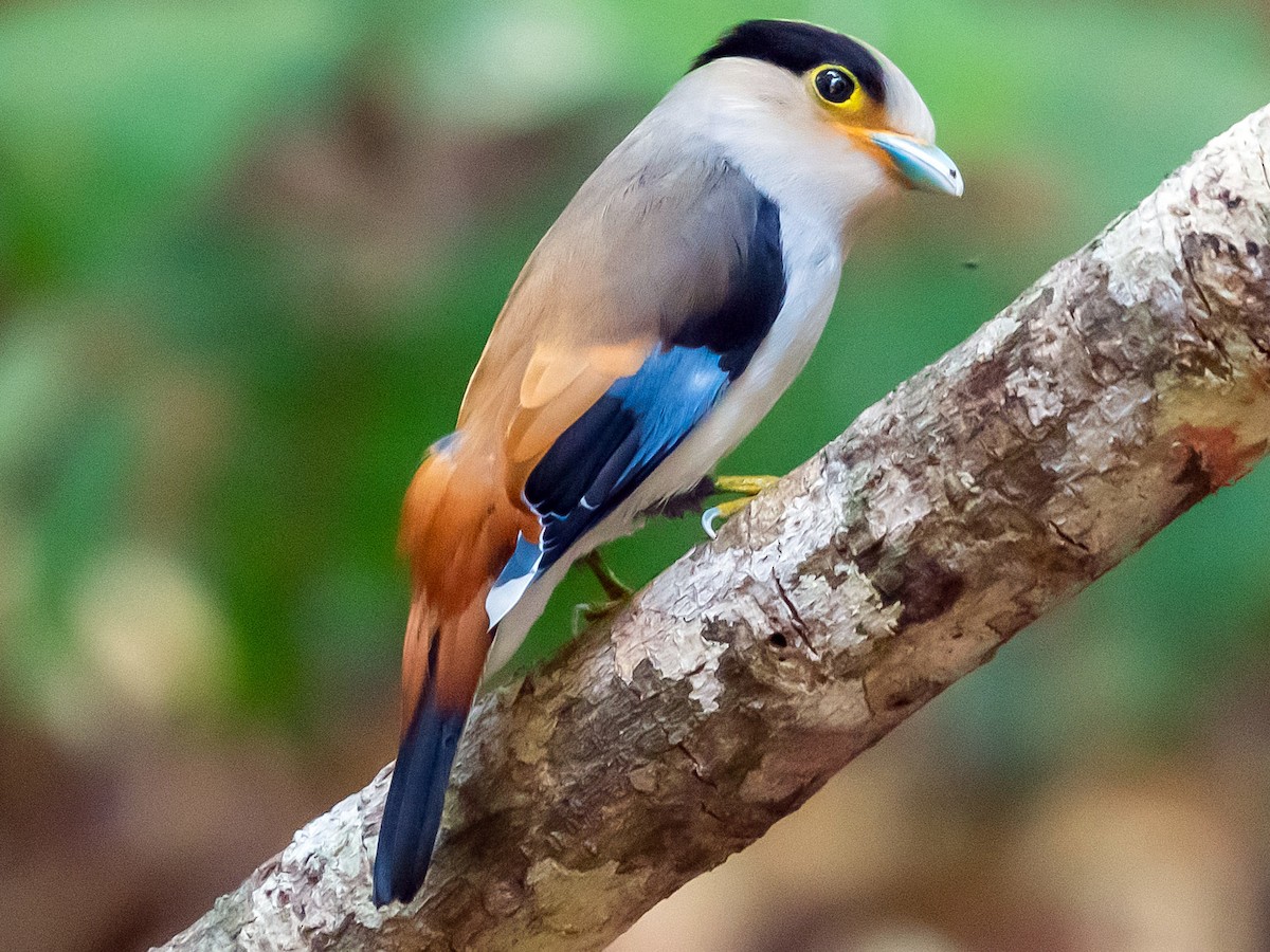 Silver-breasted/Gray-lored Broadbill - eBird