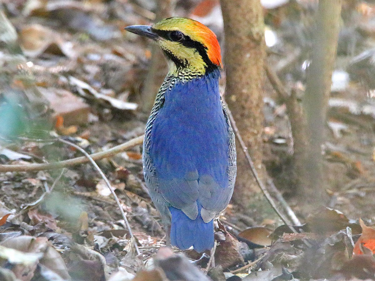 Photos - Blue Pitta - Hydrornis cyaneus - Birds of the World