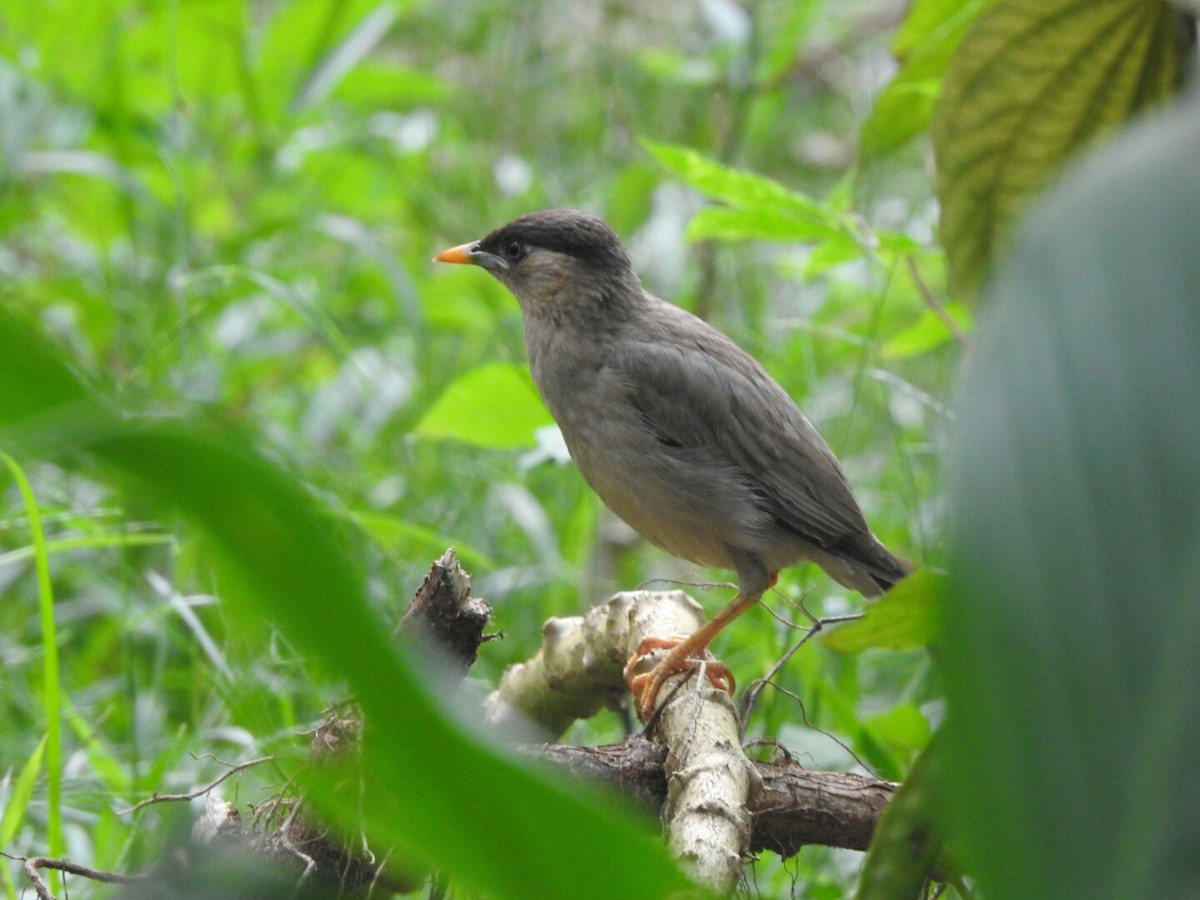 Brahminy Starling - ML186468571