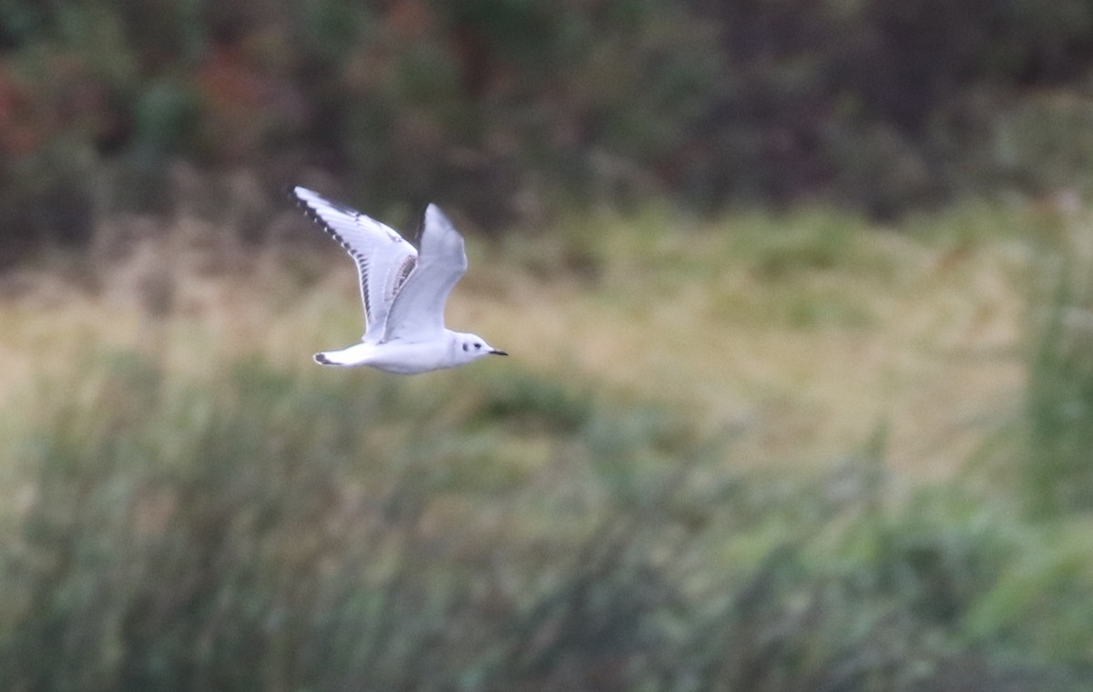 Bonaparte's Gull - ML186468801