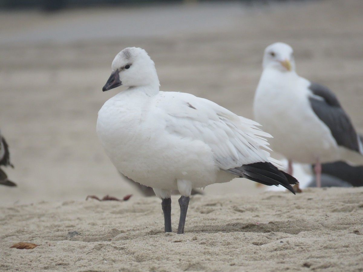 Ross's Goose - ML186468951