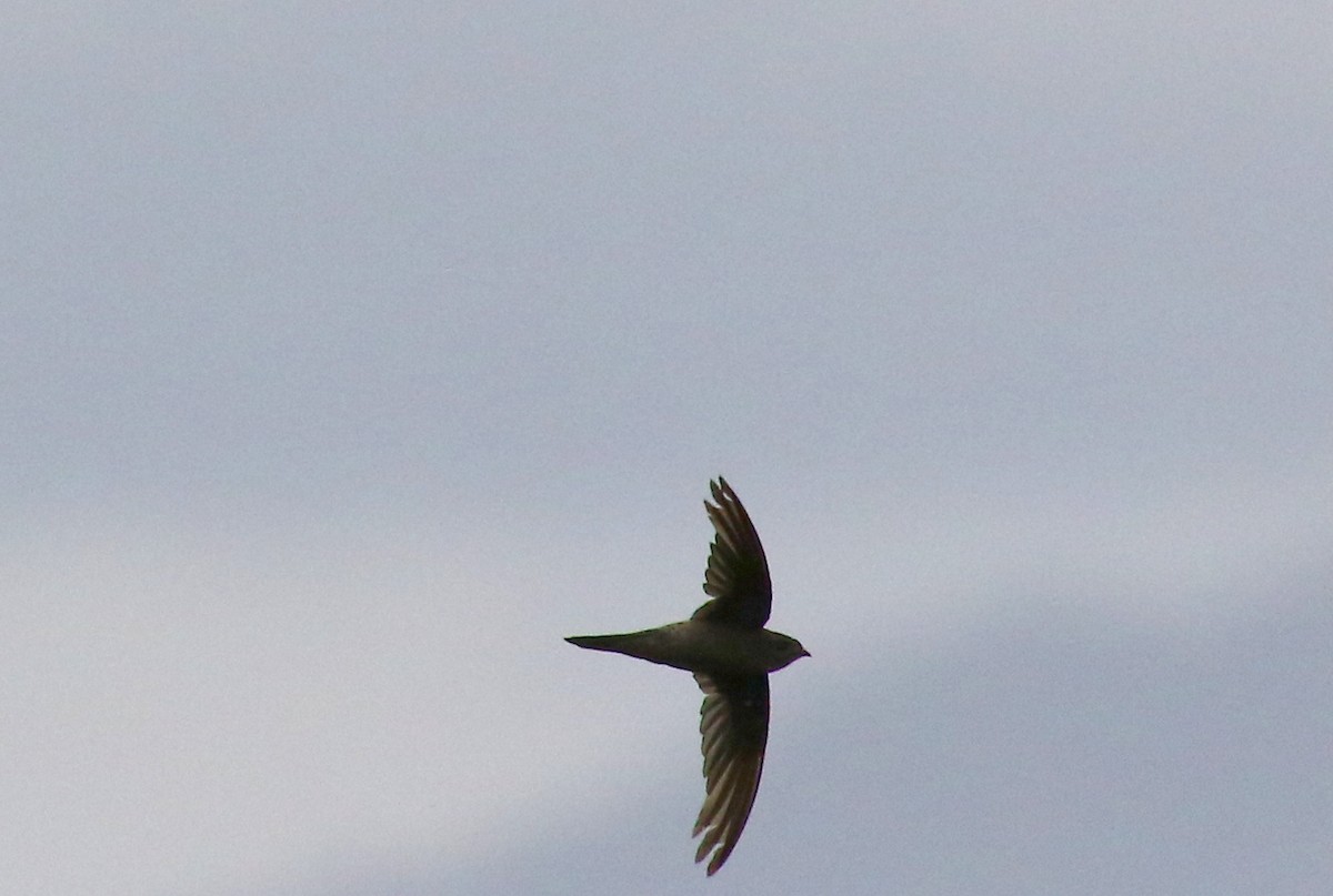 Himalayan Swiftlet (Indochinese) - ML186469351