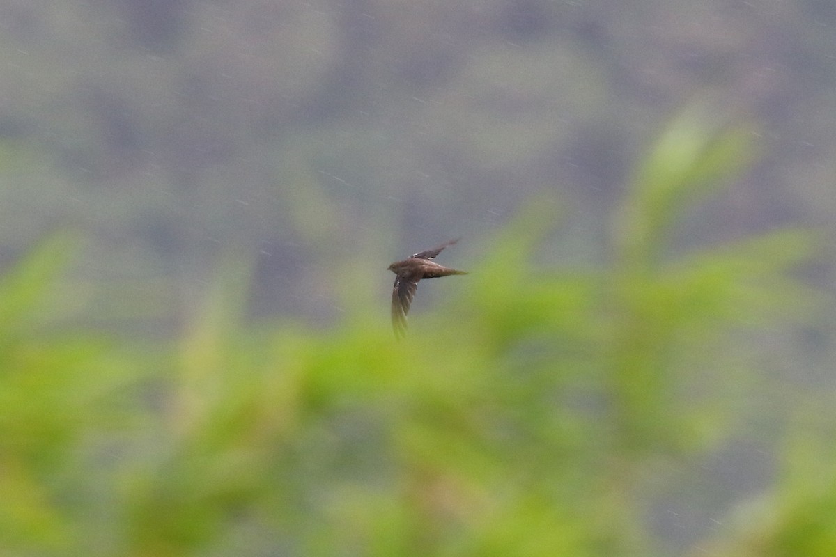 Himalayan Swiftlet (Indochinese) - ML186469371