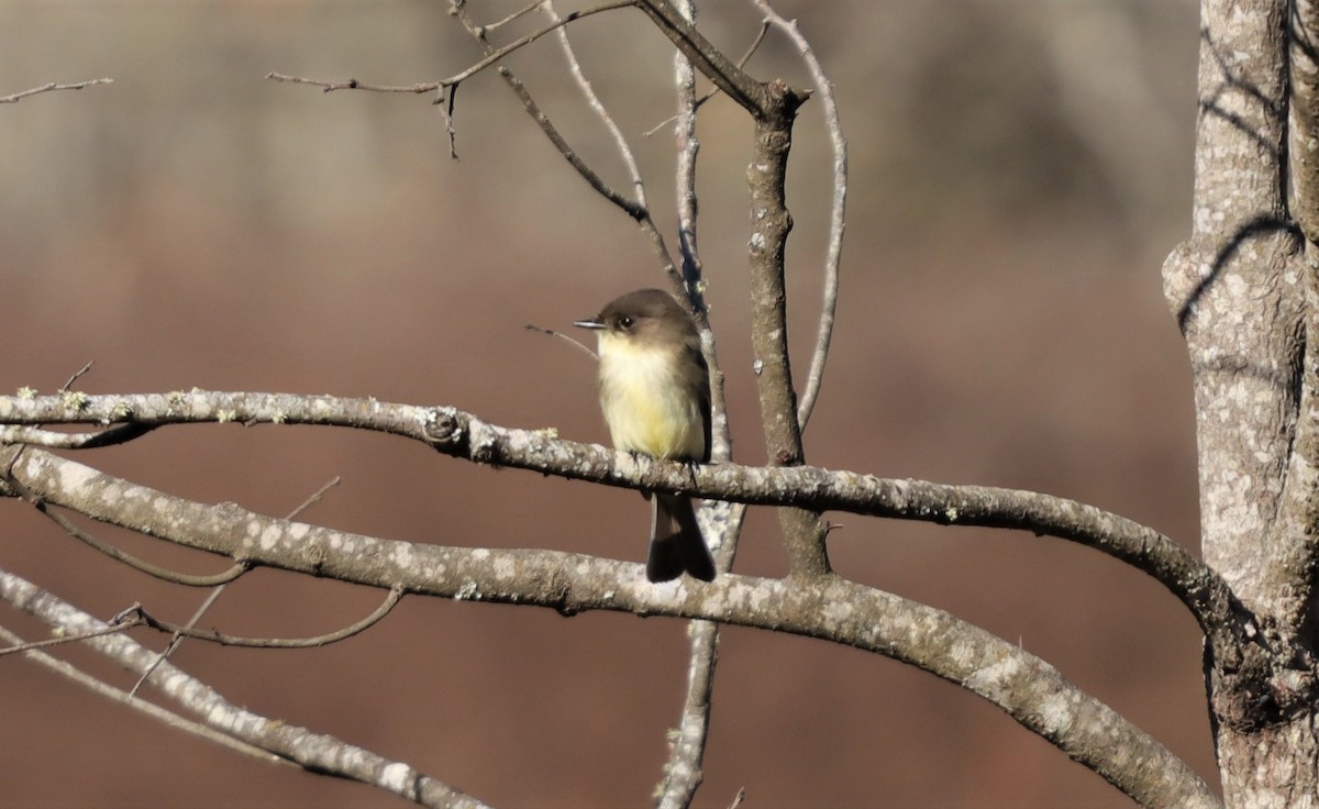 Eastern Phoebe - ML186470011