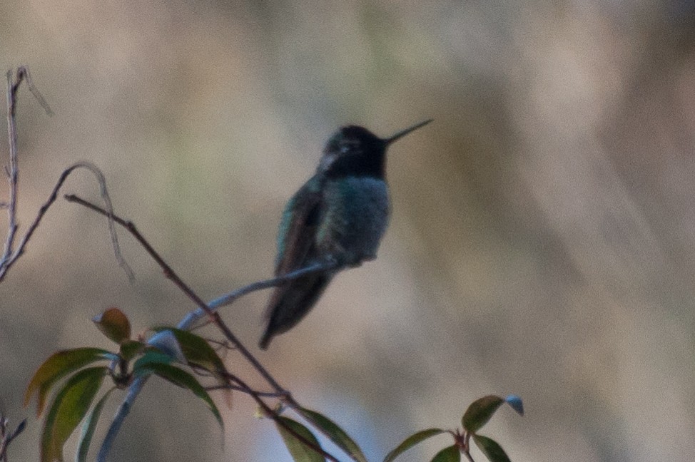 Anna's Hummingbird - ML186473291