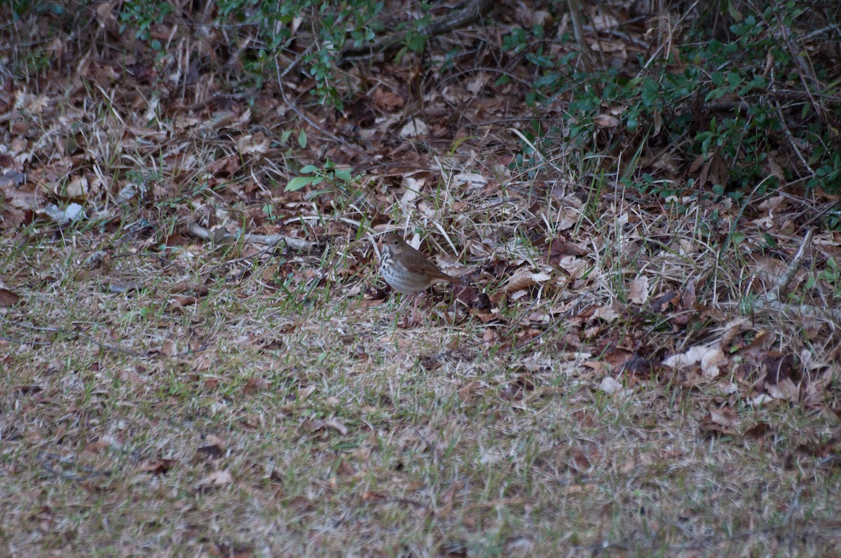 Hermit Thrush - ML186473331