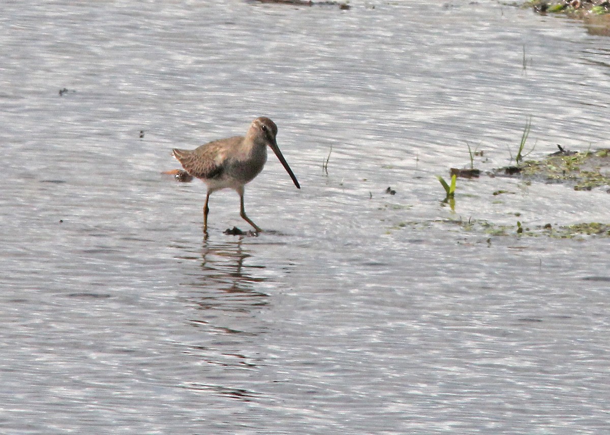 Long-billed Dowitcher - ML186473341