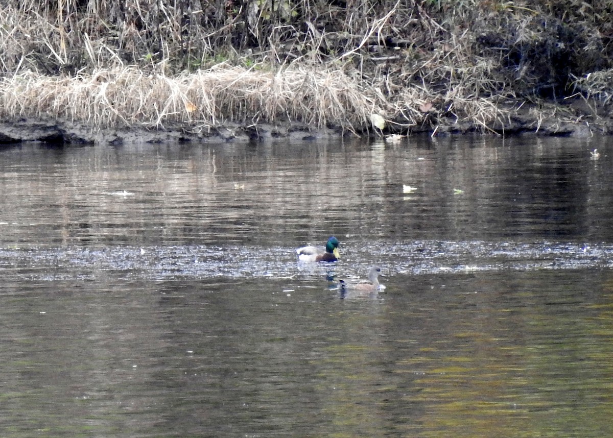 American Wigeon - Maggie Silverman