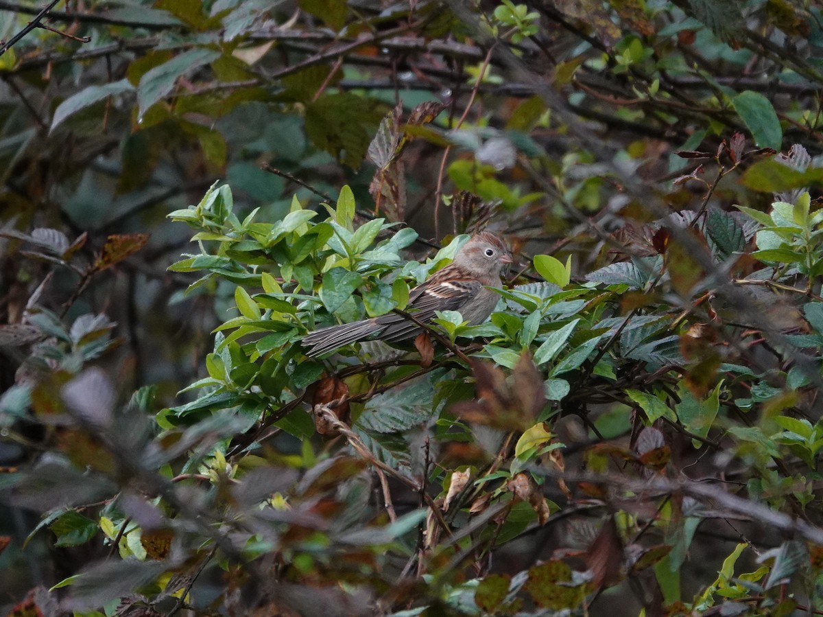 Field Sparrow - ML186475061