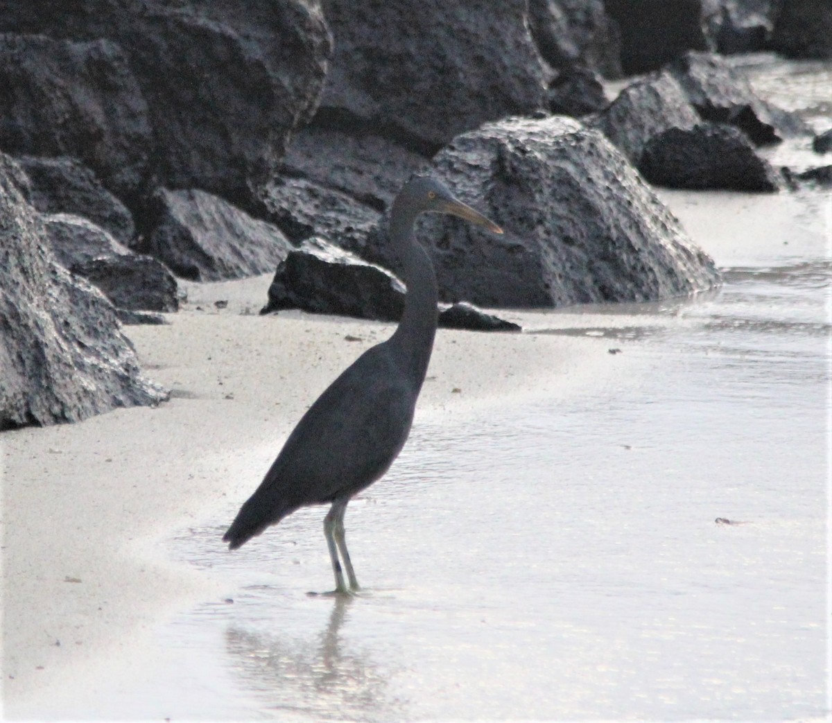 Pacific Reef-Heron - Magen Pettit