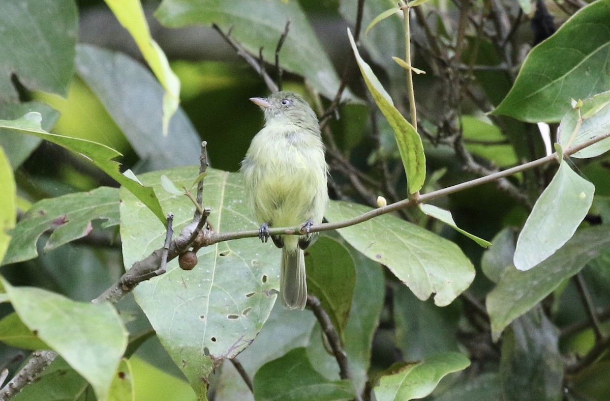 Mishana Tyrannulet - John Bruin