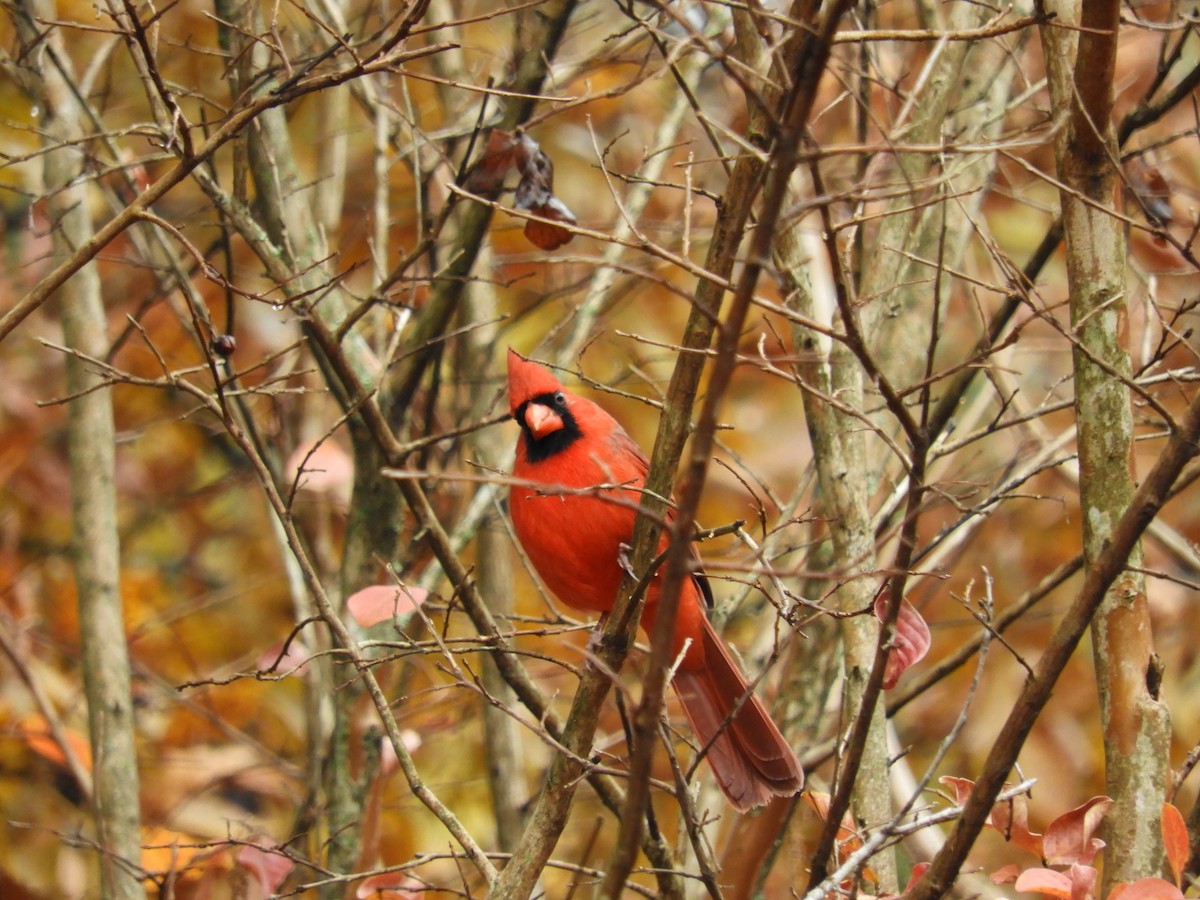 Northern Cardinal - Larenda Donovan