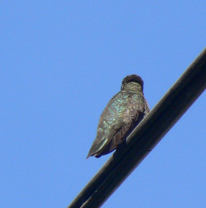 Black-chinned Hummingbird - ML186476671