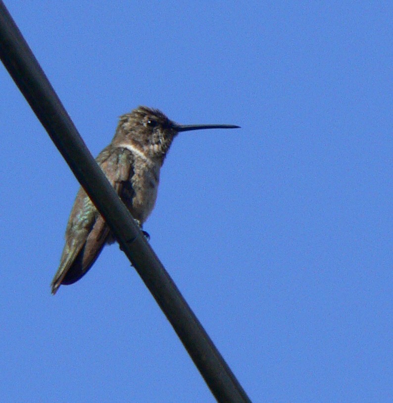 Black-chinned Hummingbird - ML186476681