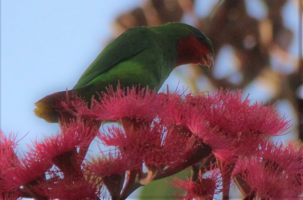 Blue-crowned Lorikeet - Magen Pettit