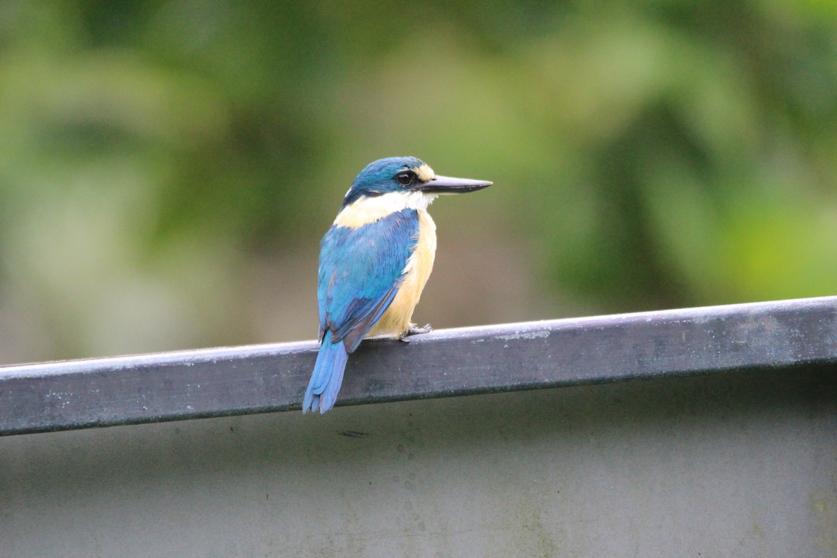 Flat-billed Kingfisher - Magen Pettit