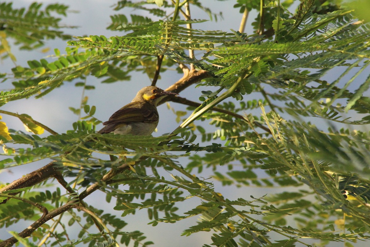 Eastern Wattled-Honeyeater - ML186477571