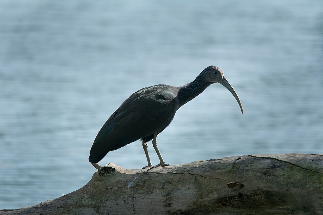 Green Ibis - ML186478231