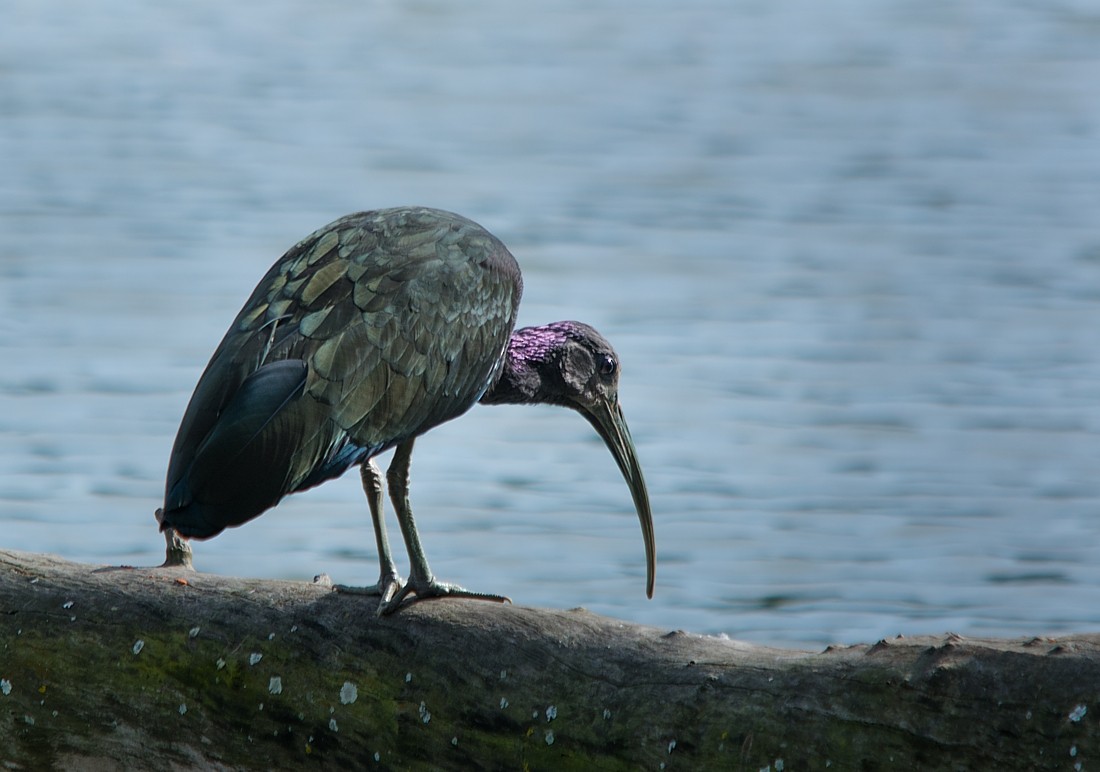 grønnakkeibis - ML186478261