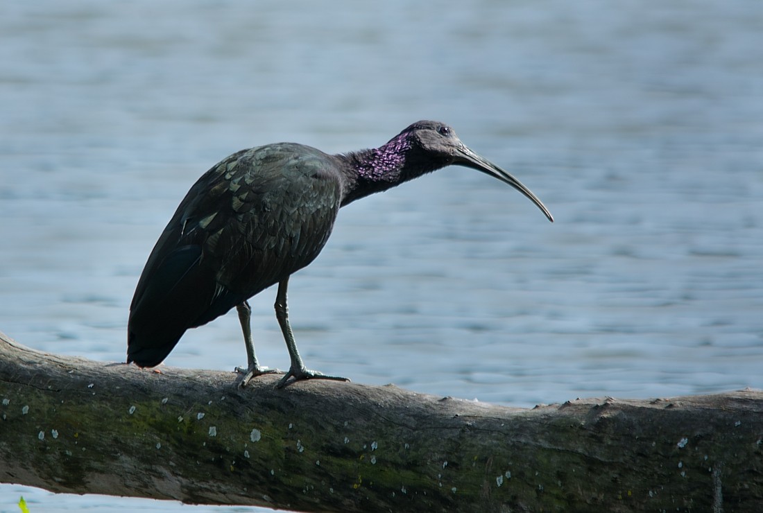 Green Ibis - LUCIANO BERNARDES