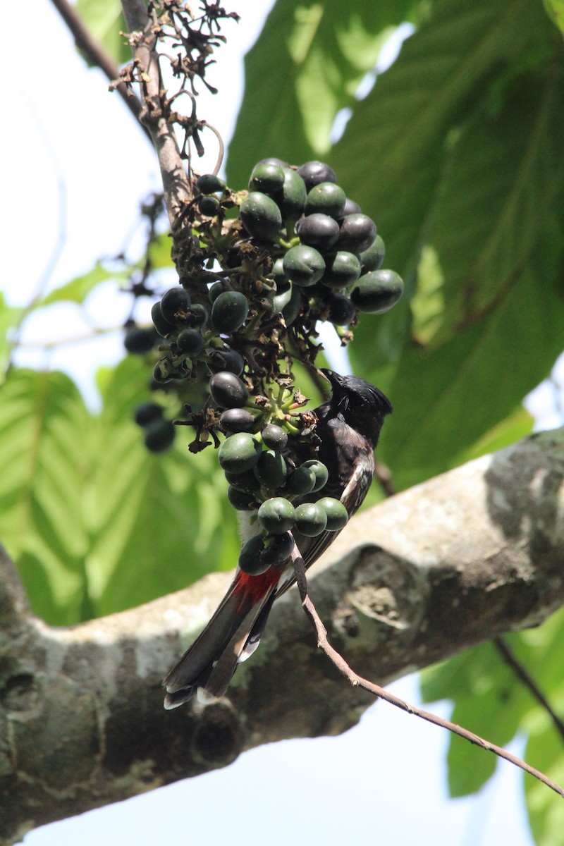 Red-vented Bulbul - Magen Pettit