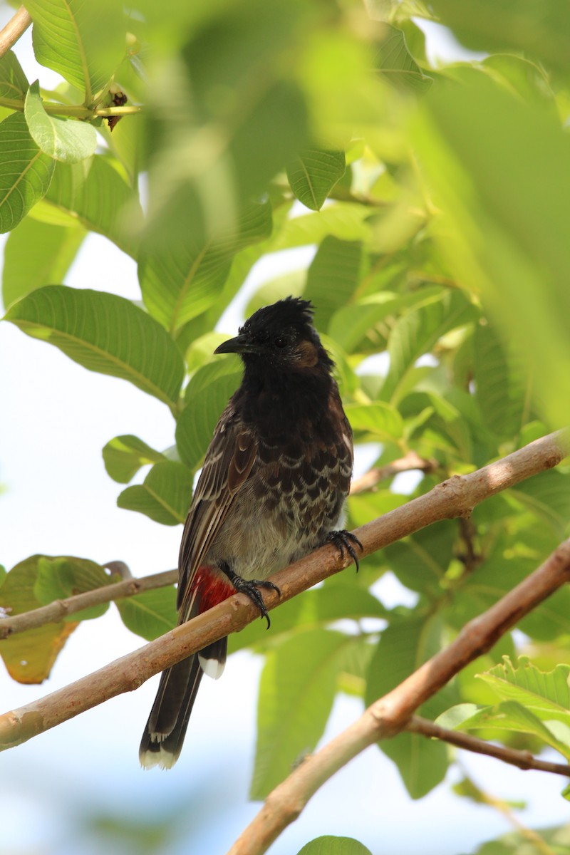 Bulbul à ventre rouge - ML186478371