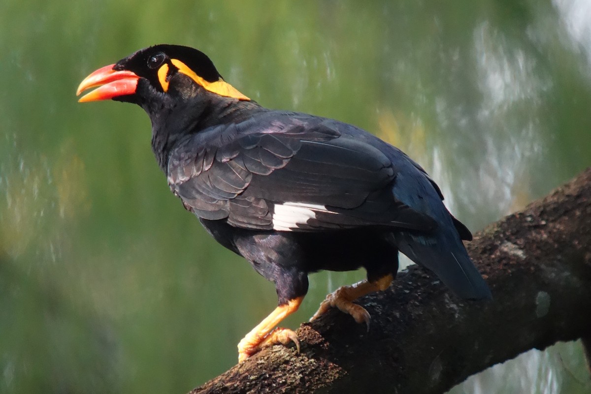 Common Hill Myna - Tomohiro Iuchi