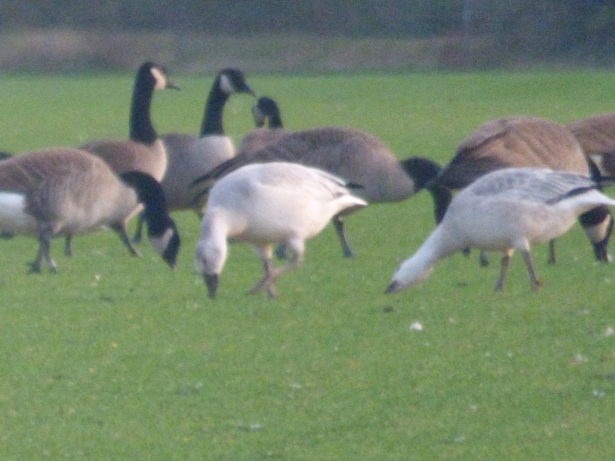 Snow Goose - ML186480261