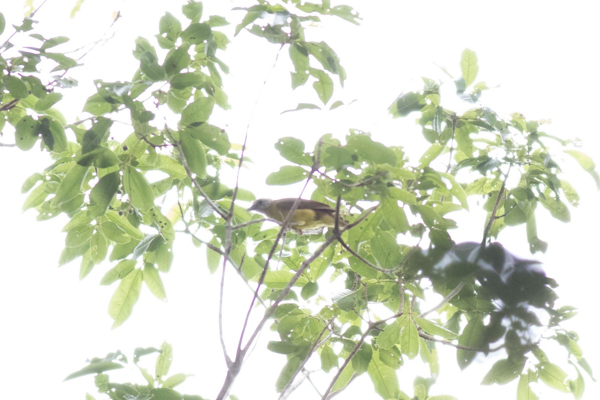 White-throated Bulbul - Sutanan Pinmaneenopparat