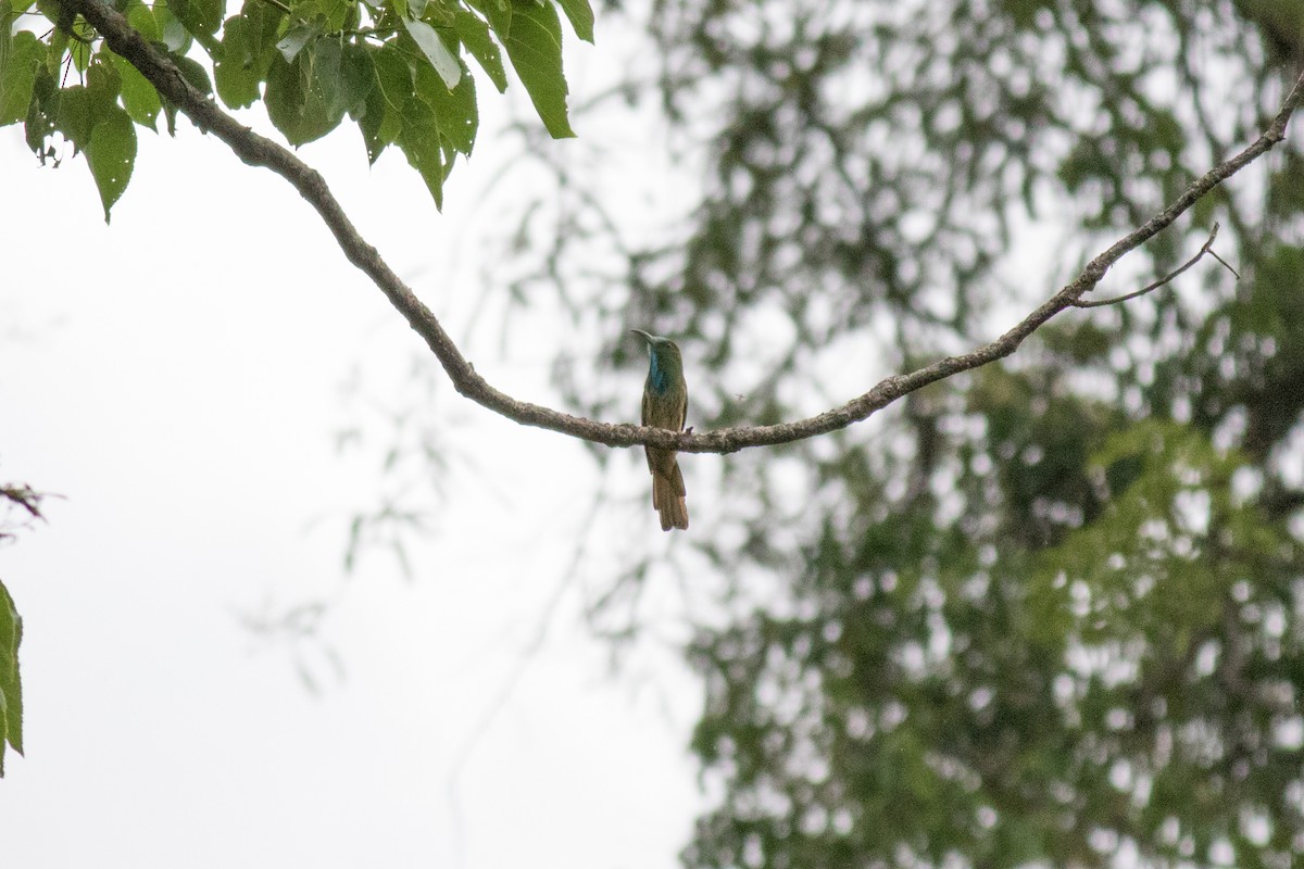 Blue-bearded Bee-eater - ML186482311