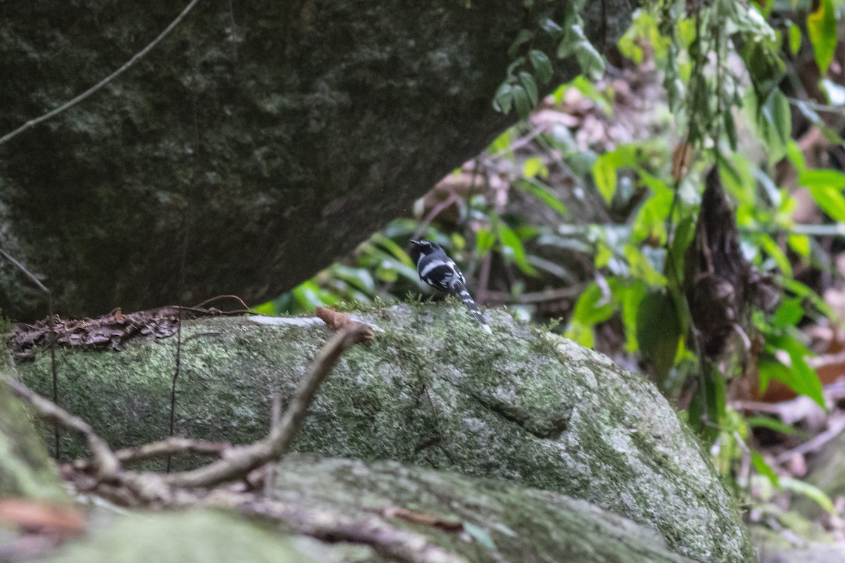 Slaty-backed Forktail - ML186482361