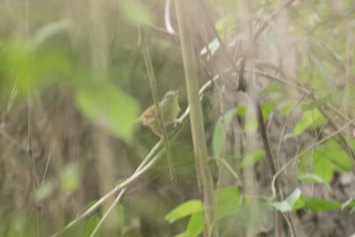 Brown-cheeked Fulvetta - ML186482391