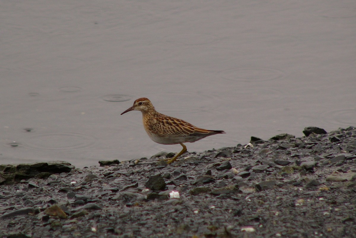 Sharp-tailed Sandpiper - ML186482551