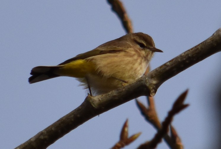 Palm Warbler - ML186483421