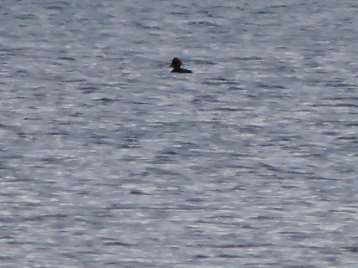 Hooded Merganser - ML186484381