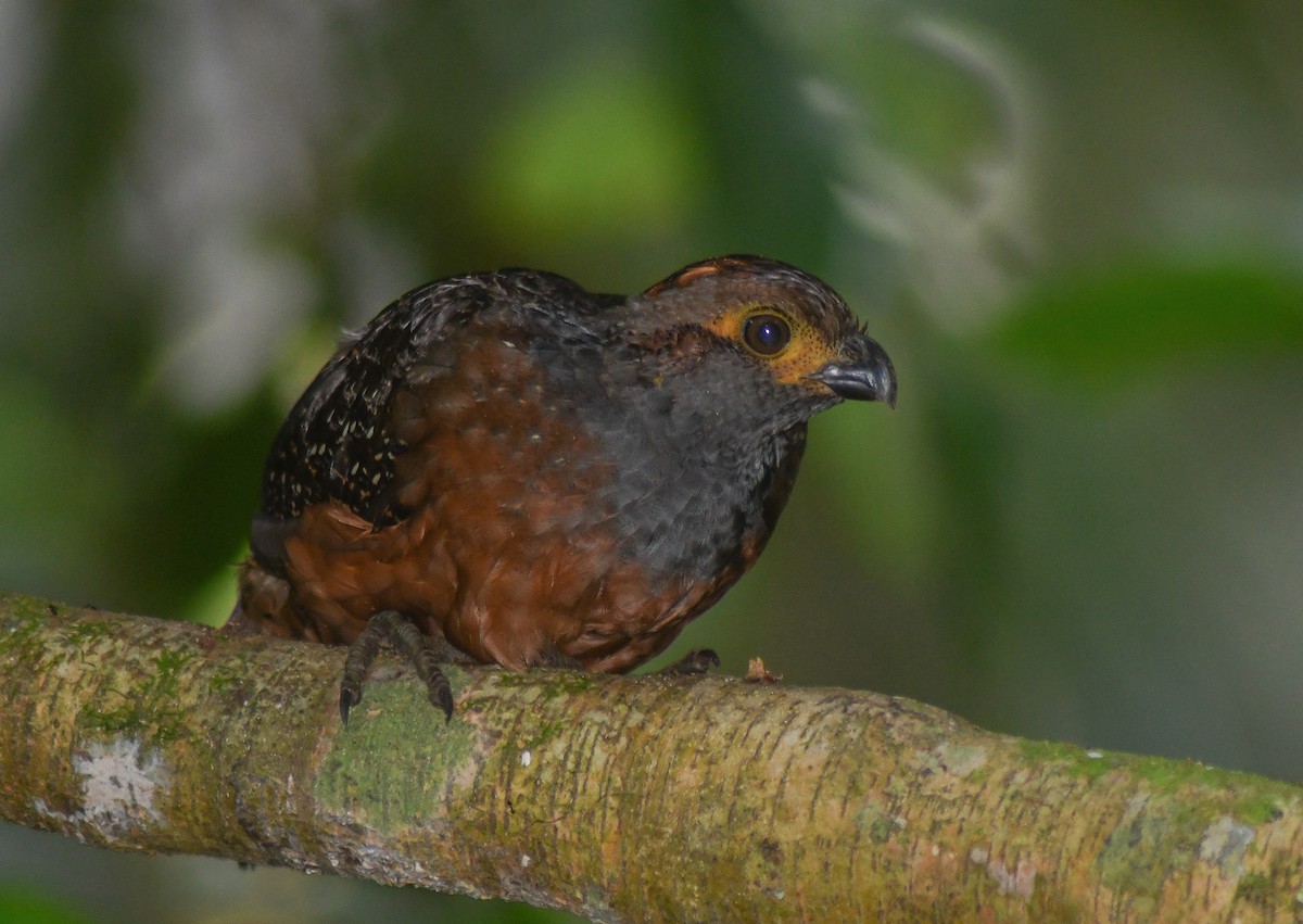 Starred Wood-Quail - ML186484421