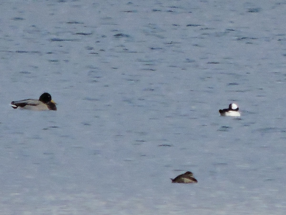 Ruddy Duck - ML186484461