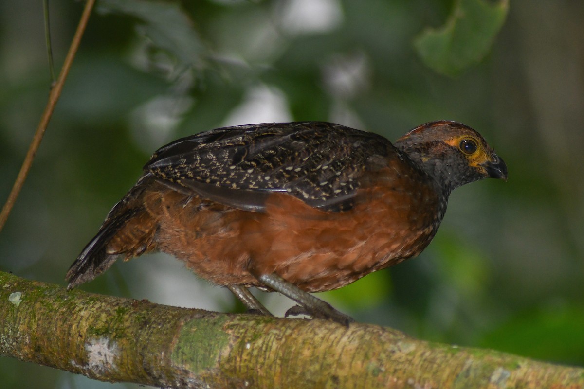 Starred Wood-Quail - ML186484491