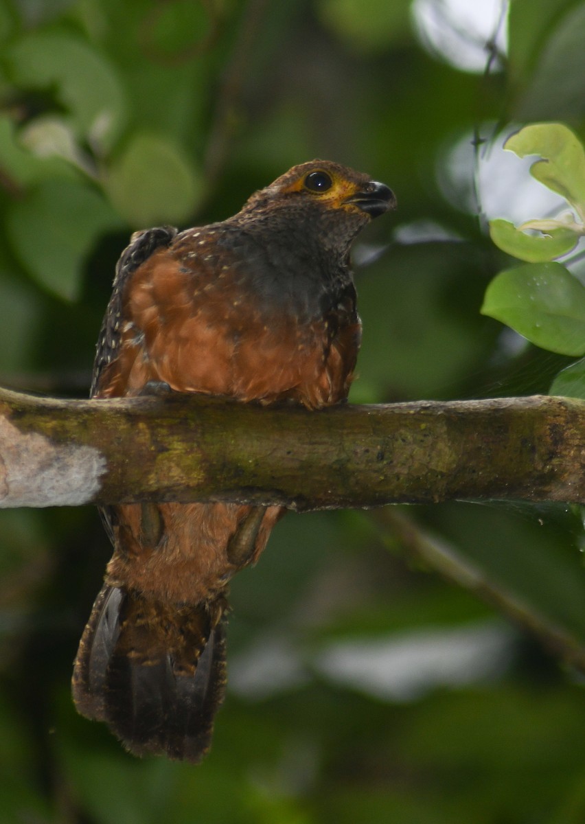 Starred Wood-Quail - ML186484501