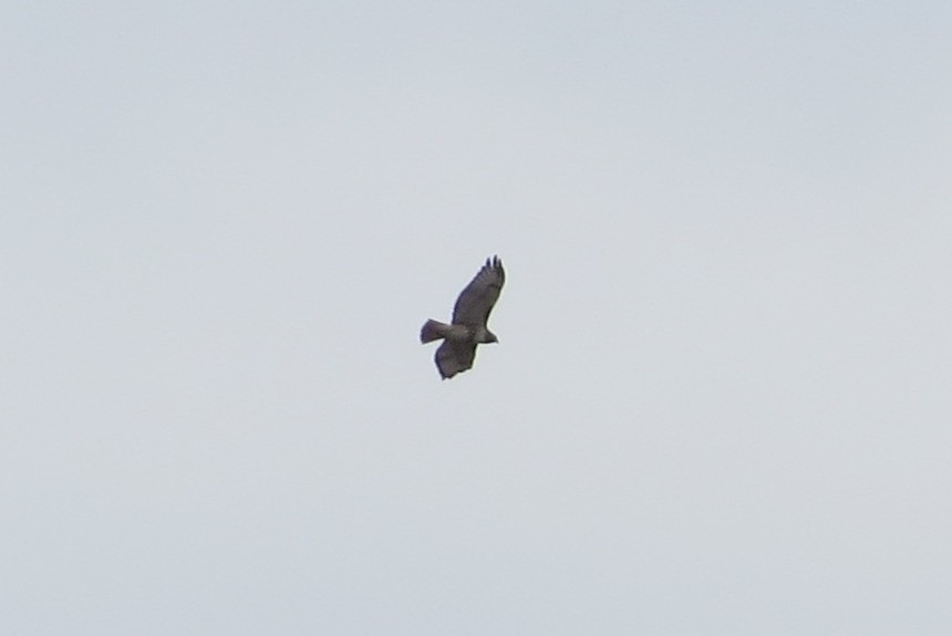 Red-tailed Hawk - ML186486011